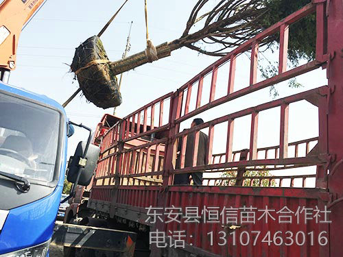 18公分紅豆杉裝車