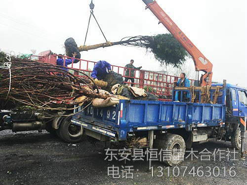 12公分紅豆杉裝車