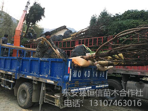 14公分紅杉裝車