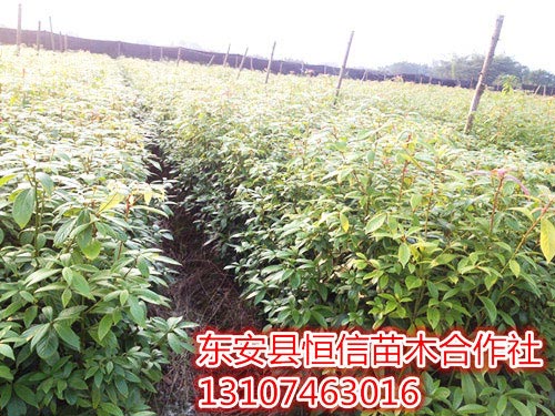 2年楨楠苗不帶泥