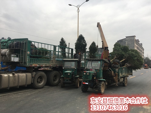 10公分紅豆杉裝車
