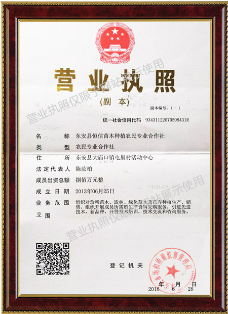 安東縣恒信苗木合作社,湖南永州紅豆杉,楨楠,金花茶,優質苗木,珍稀苗木,竹柏