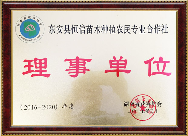 安東縣恒信苗木合作社,湖南永州紅豆杉,楨楠,金花茶,優(yōu)質(zhì)苗木,珍稀苗木,竹柏