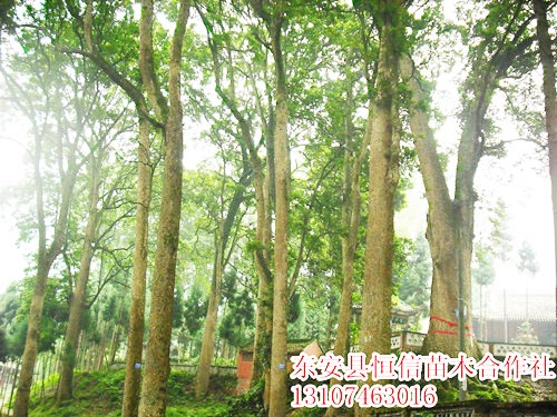 安東縣恒信苗木合作社,湖南永州紅豆杉,楨楠,金花茶,優(yōu)質(zhì)苗木,珍稀苗木,竹柏