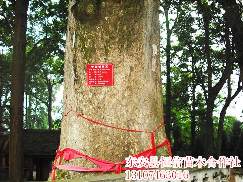 安東縣恒信苗木合作社,湖南永州紅豆杉,楨楠,金花茶,優(yōu)質(zhì)苗木,珍稀苗木,竹柏