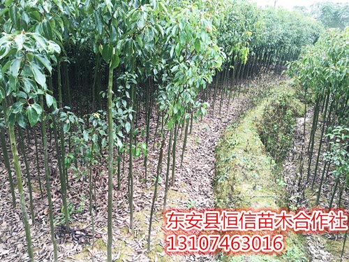 安東縣恒信苗木合作社,湖南永州紅豆杉,楨楠,金花茶,優質苗木,珍稀苗木,竹柏