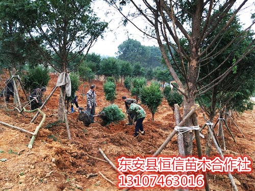 安東縣恒信苗木合作社,湖南永州紅豆杉,楨楠,金花茶,優質苗木,珍稀苗木,竹柏