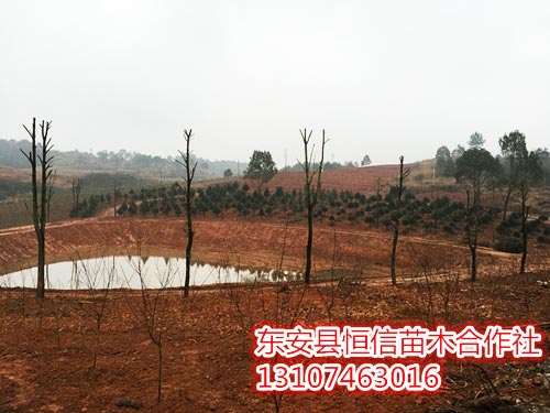安東縣恒信苗木合作社,湖南永州紅豆杉,楨楠,金花茶,優質苗木,珍稀苗木,竹柏