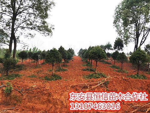 安東縣恒信苗木合作社,湖南永州紅豆杉,楨楠,金花茶,優質苗木,珍稀苗木,竹柏