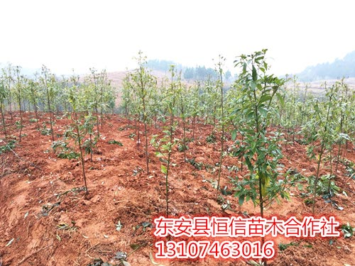 安東縣恒信苗木合作社,湖南永州紅豆杉,楨楠,金花茶,優質苗木,珍稀苗木,竹柏
