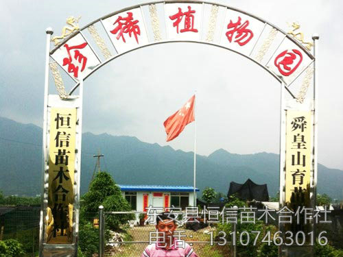 安東縣恒信苗木合作社,湖南永州紅豆杉,楨楠,金花茶,優(yōu)質(zhì)苗木,珍稀苗木,竹柏