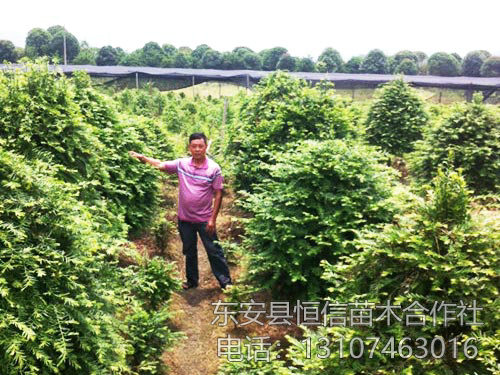 安東縣恒信苗木合作社,湖南永州紅豆杉,楨楠,金花茶,優(yōu)質(zhì)苗木,珍稀苗木,竹柏