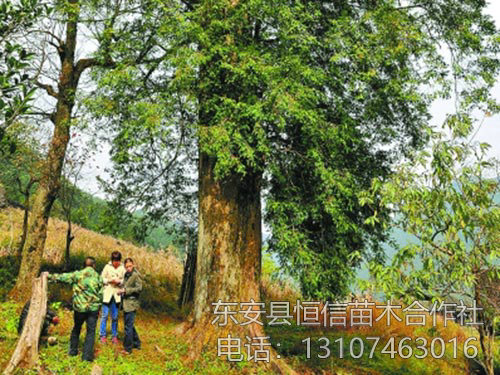 安東縣恒信苗木合作社,湖南永州紅豆杉,楨楠,金花茶,優質苗木,珍稀苗木,竹柏